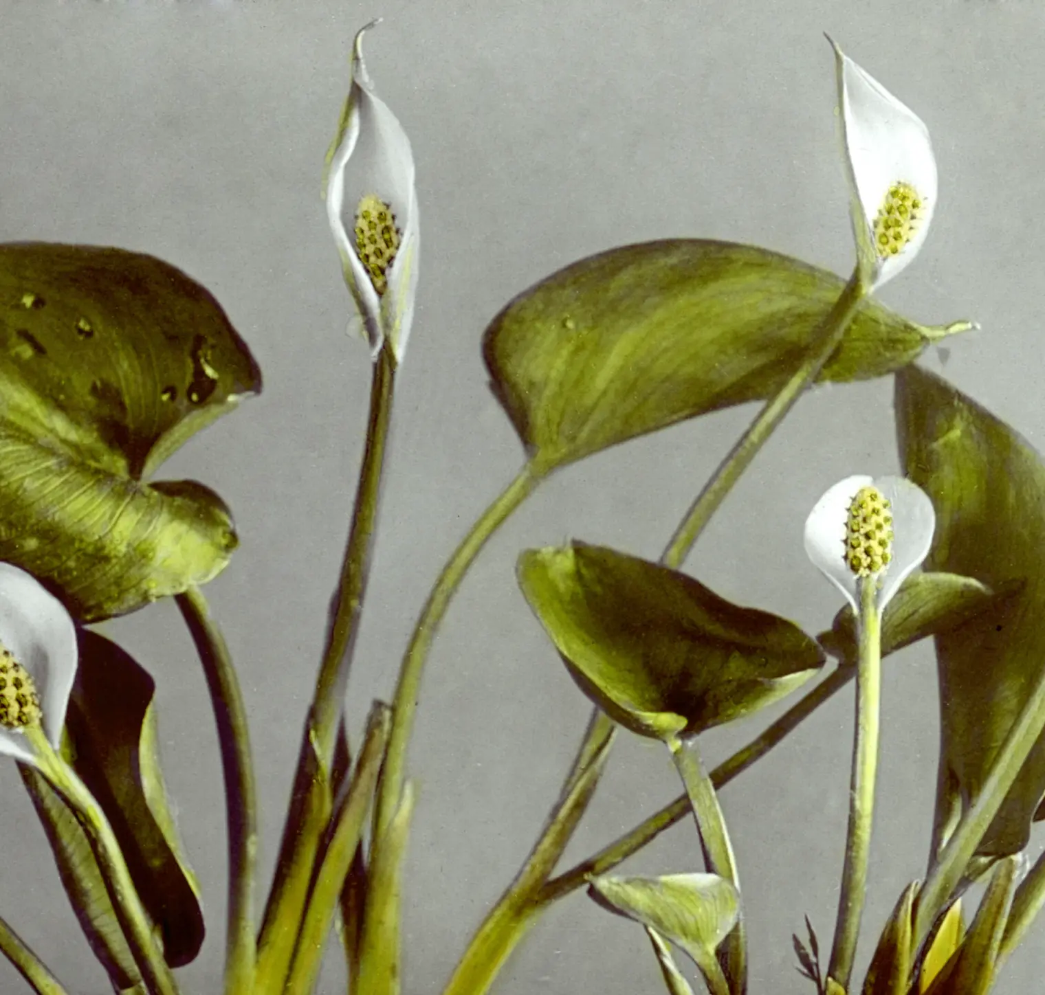 Image of a flower