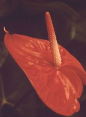 Close-up view of a red anthurium.