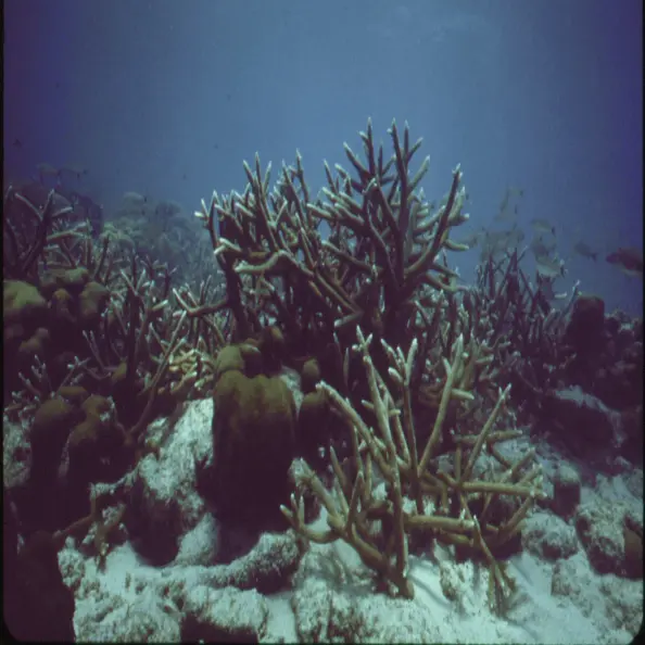 View of the ocean floor.