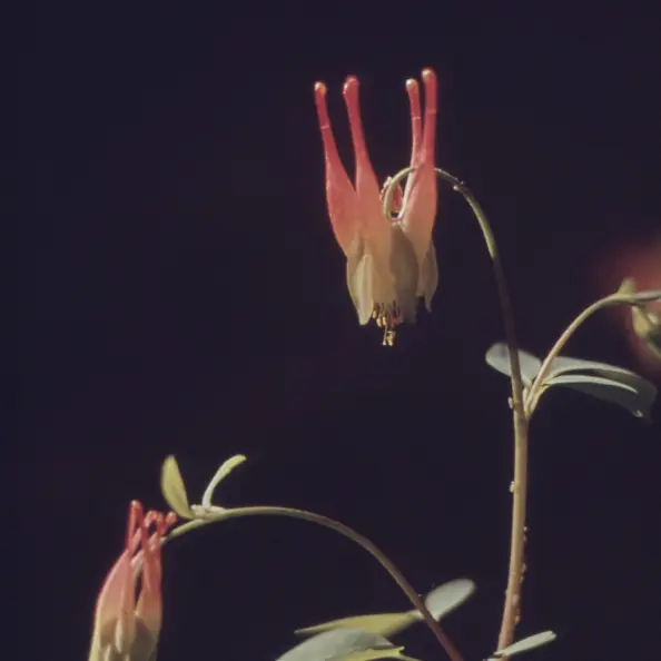 Close up view of two flowers on a dark background.